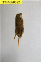 臭鼩藏品圖，第6張